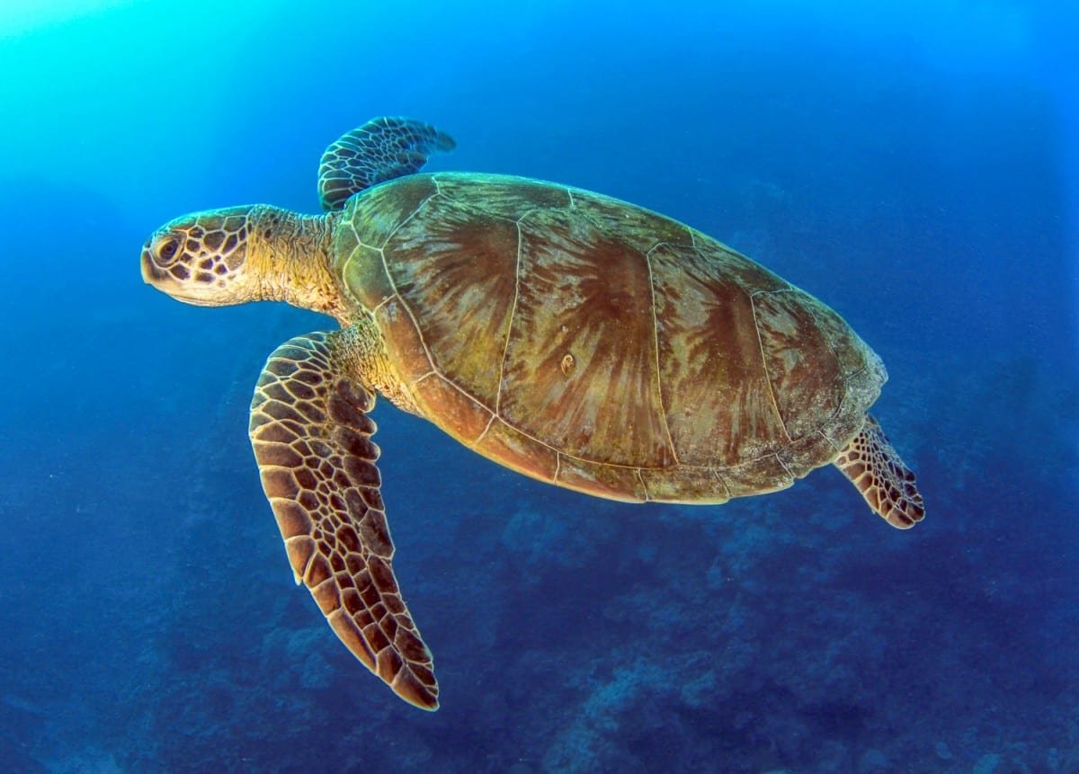 Custom-Travel-Vacation-Travel-Hawksbill-4 Hawksbill Sea turtle photographed underwater on a scuba diving expedition off the south pacific coast of Costa Rica