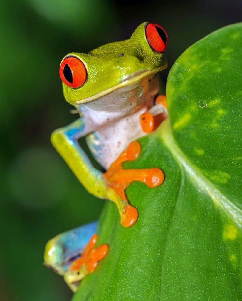 Custom-Travel-Vacation-Travel-Red-Eyed-Frog Neon green red-eyed tree frog with bright orange feet and blue accents. Perched on a leaf in Costa Rica