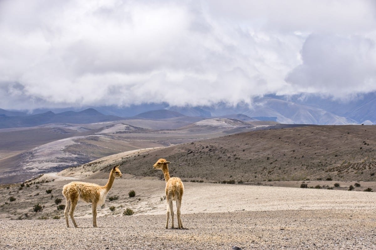 Custom-Travel-Vacation-Travel-Vicunas Custom-Travel-Vacation-Travel-Vicunas