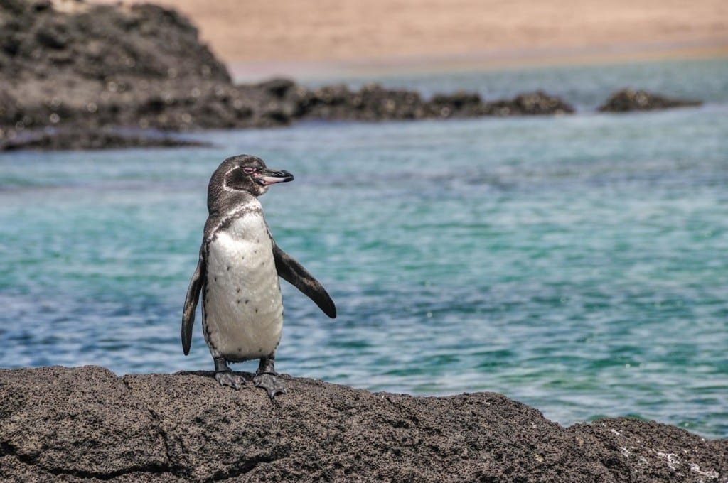 Galapagos-Penguin-Landed-Travel-Private-Travel Galapagos Penguin perched on a rock in the Galapagos Islands rocky shoreline,