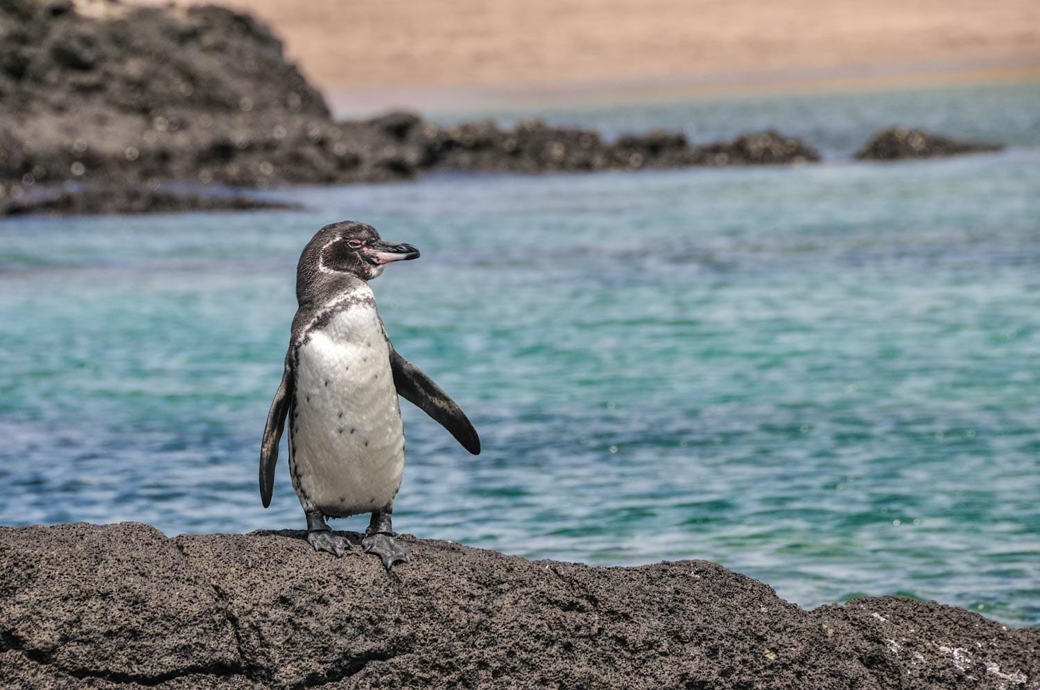Galapagos-Penguin-Landed-Travel-Private-Travel Penguin perched on a rock in the Galapagos with rocky shoreline in backdrop in the Galapagos