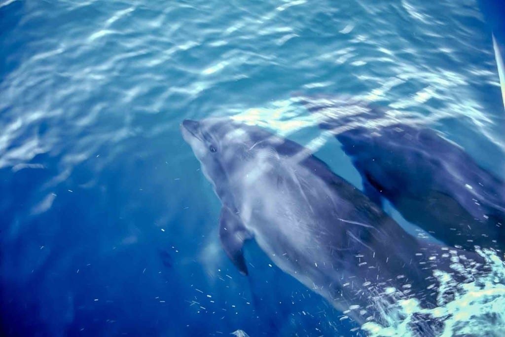 Galapagos-Yacht-Charter-Travel-Design-Dolphins Two dolphins spotted swimming from the deck of a Galapagos Island Charter Yacht