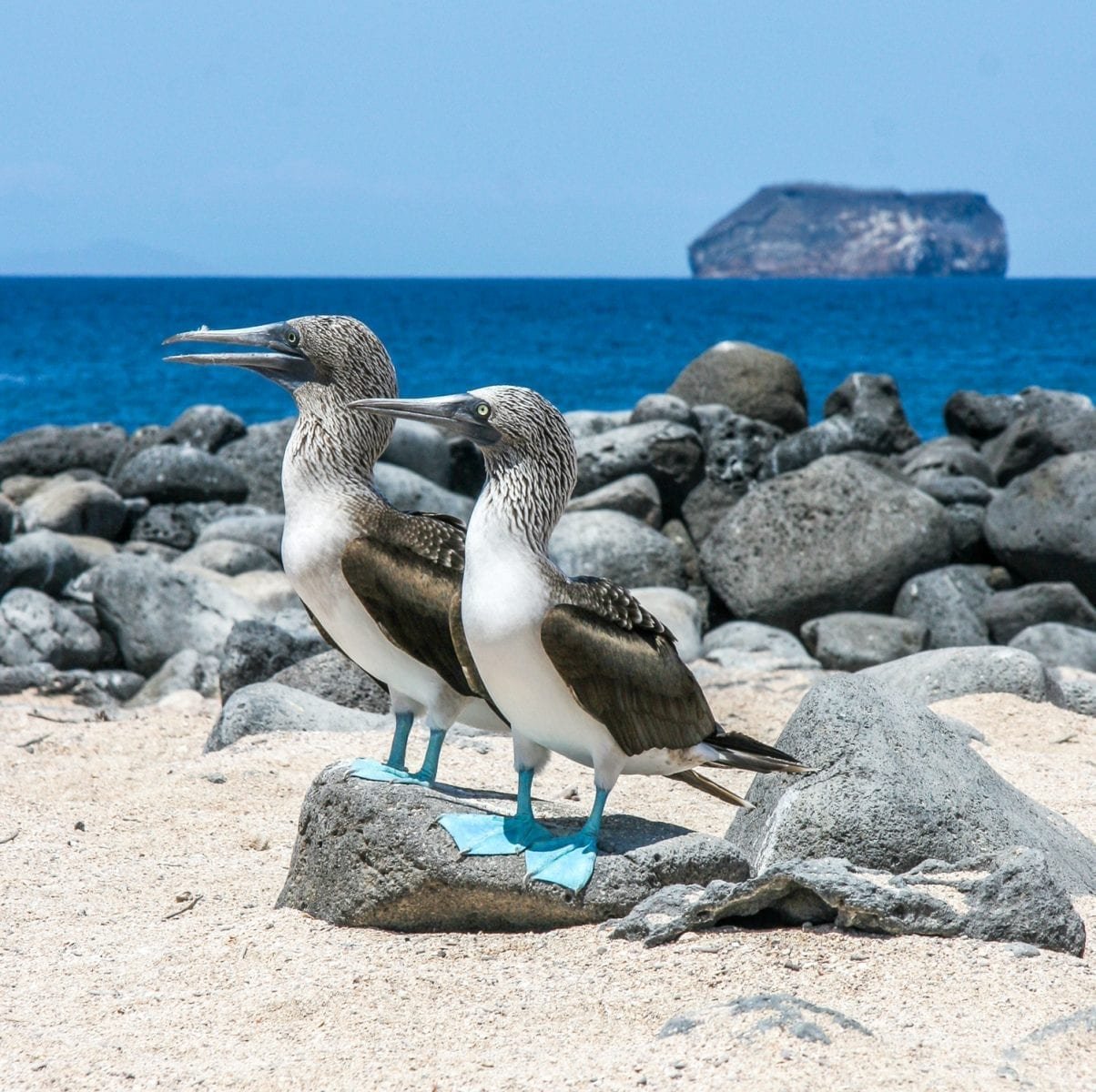 Galapagos-Private-Custom-Travel-Design-North-Seymour-Blue-Footed-Boobies Two blue footed boobies perched on the beach, photographed on a birdwatching tour in the Galapagos Islands