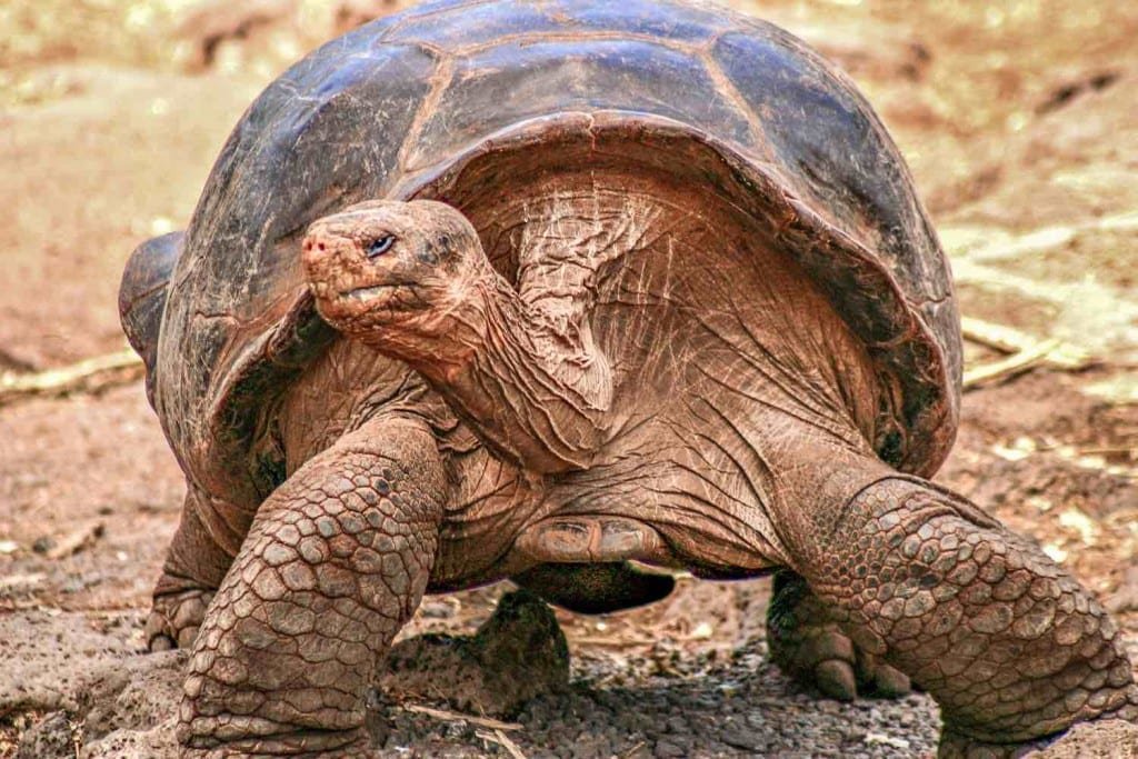 Galapagos-Private-Custom-Travel-Design-Tortoise Giant galapagos tortoise standing in dirt field on a yacht charter tour of the Galapagos Islands