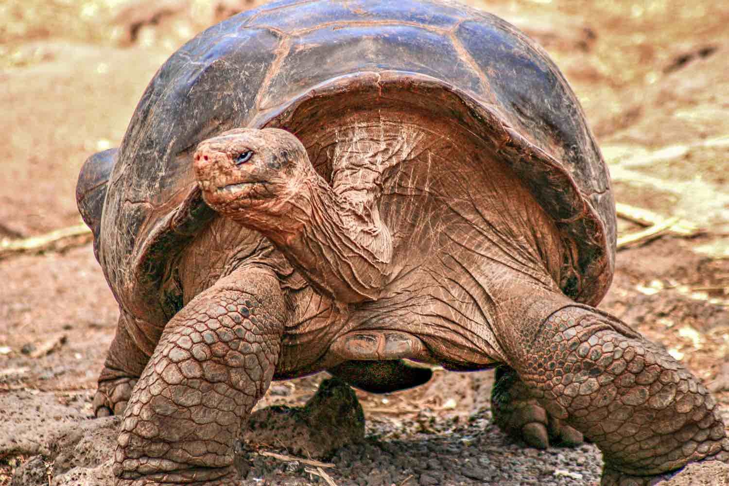 Galapagos-Private-Custom-Travel-Design-Tortoise Giant galapagos tortoise standing in dirt field on a yacht charter tour of the Galapagos Islands
