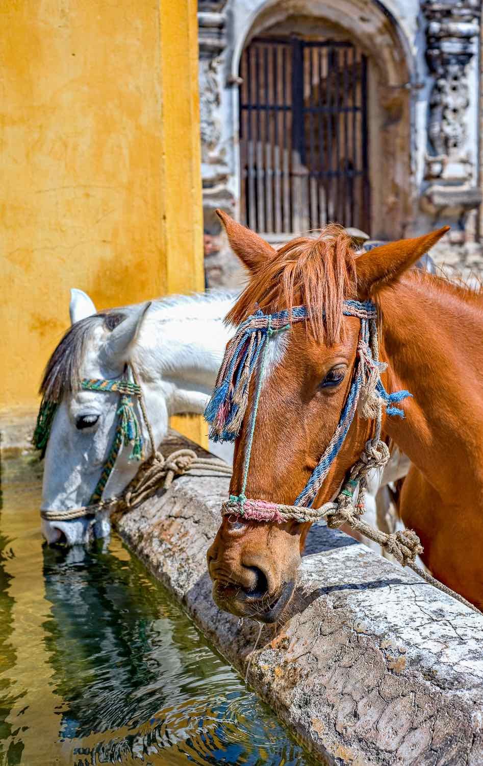 Guatemala-Private-Custom-Travel-Design-Antigua-Horses A brown and white horse drinking from a stone trough in Antigua, Guatemals, outside a yellow building