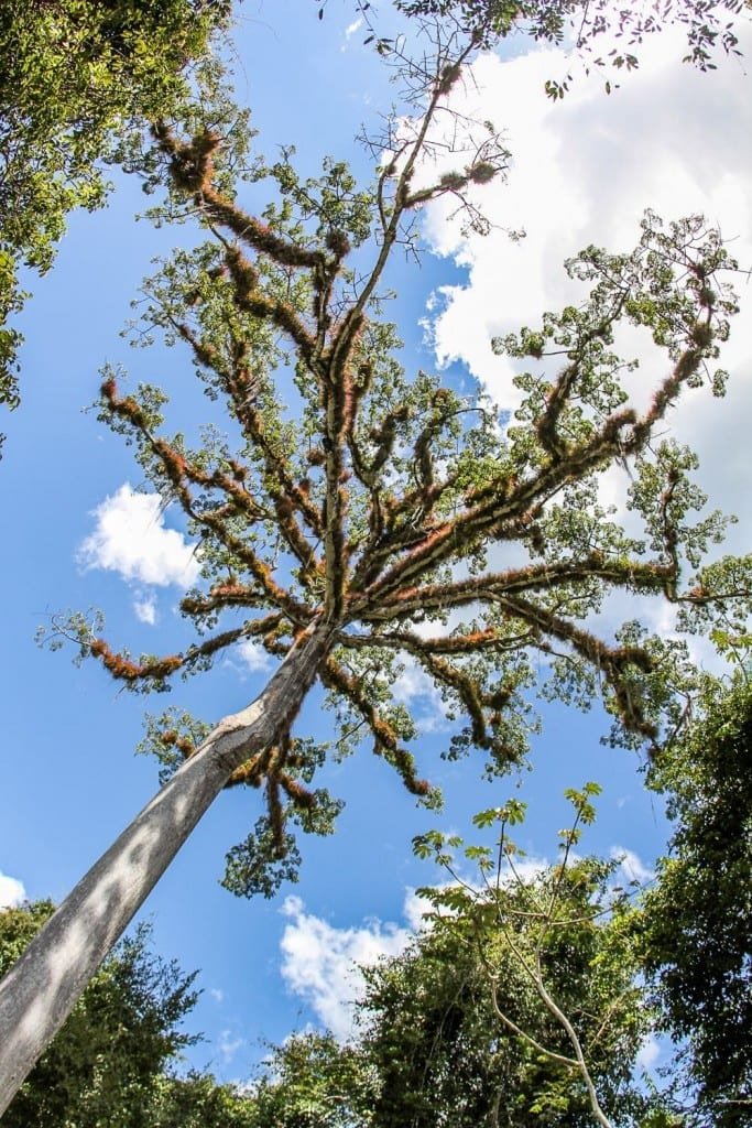 Guatemala-Private-Custom-Travel-Design-Tikal-Ceiba-2 Unique Ceiba tree in Guatemala, tall skinny trunk with short, sparsely vegetated branches, only at its very top