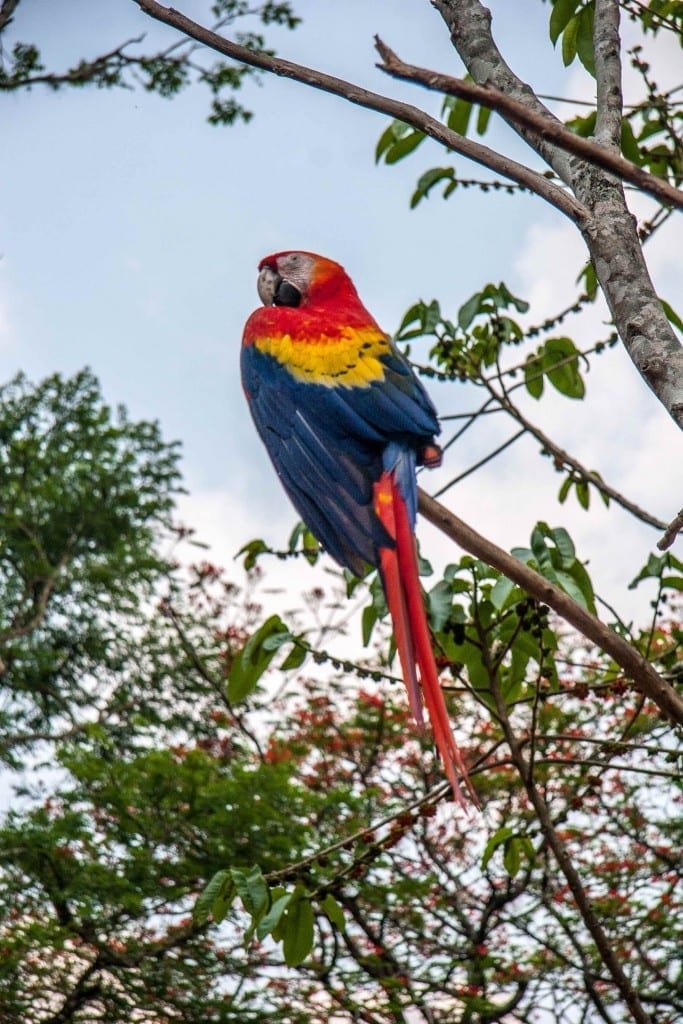 Honduras-Private-Custom-Travel-Design-Copan-Macaw A red blue, and yellow macaw with a white eye surround, photographed up close on a birdwatching tour of Copan ancient
