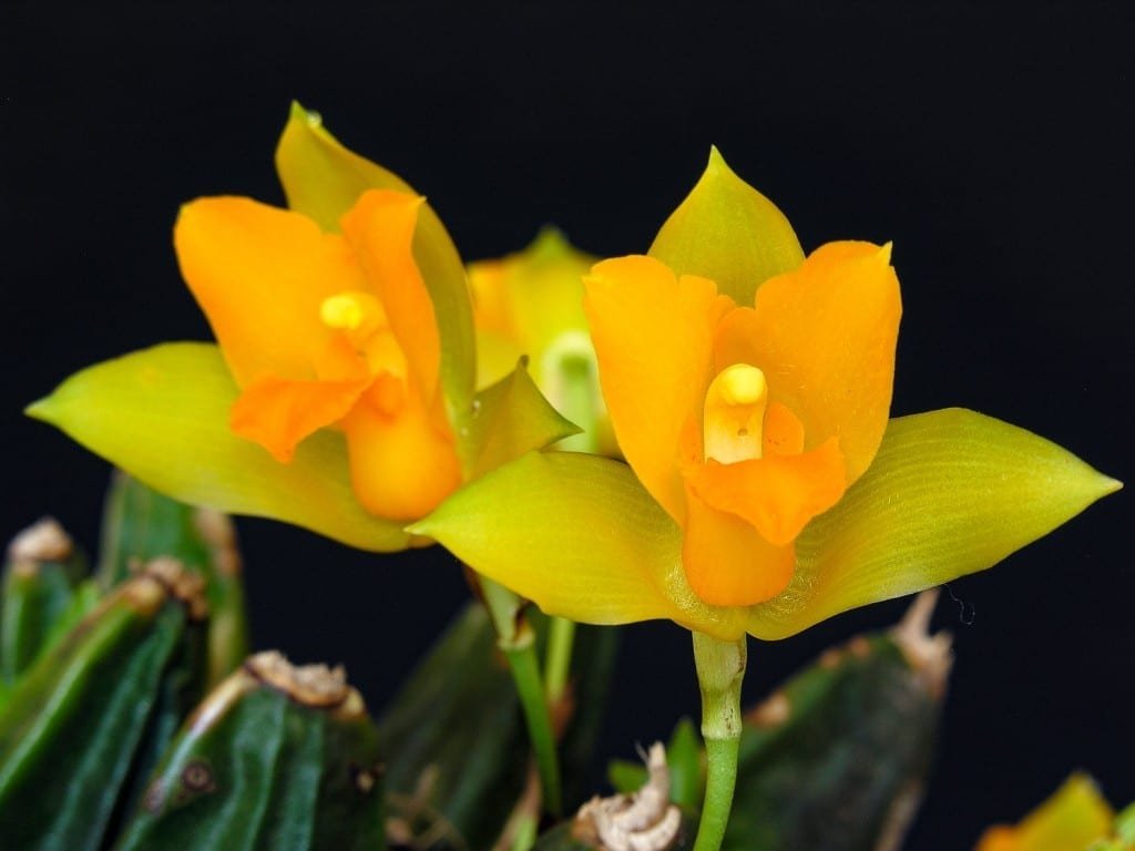 Honduras-Private-Custom-Travel-Design-Pico-Bonito-Lycaste Vibrant yellow and orange Lycaste flowers photographed at close range on a private guided hiking tour of Pico Bonito National Park in Honduras