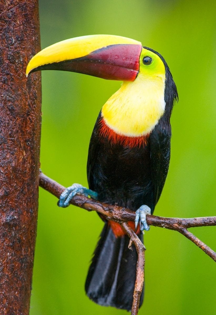 Birds of Panama: Guide to All the Bird Species in Panama | LANDED Travel