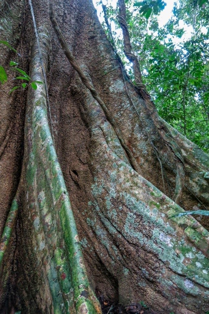 Landed-Travel-Private-Travel-Buttressed-Roots-Madidi-4-Bolivia Massive brown mossy buttressed tree roots in Madidi National Park in Bolivia