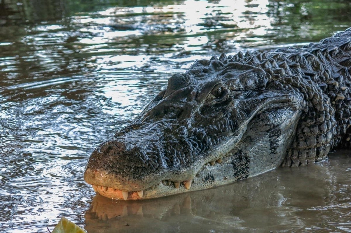 Landed-Travel-Private-Travel-Caiman-Madidi-4-Bolivia Caiman in Madidi National par, Bolivia