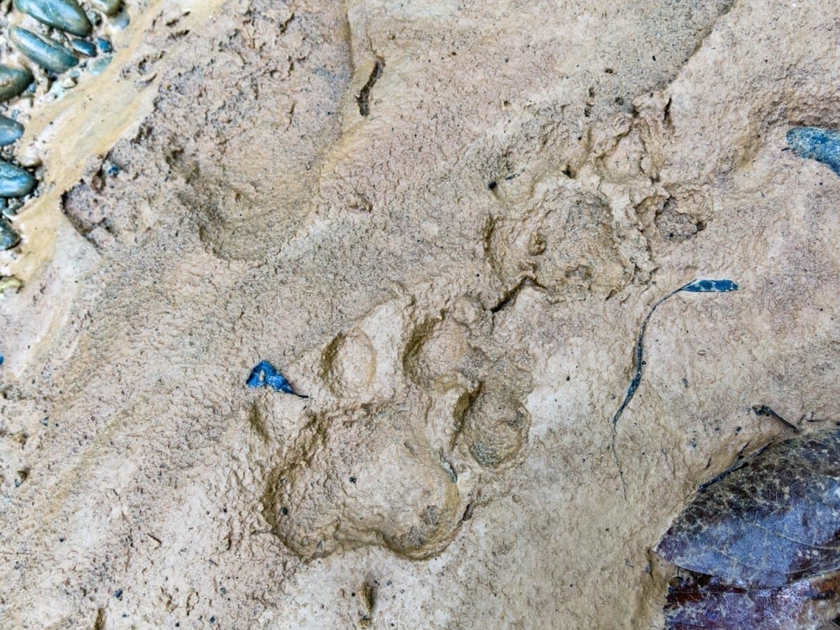 Landed-Travel-Private-Travel-Jaguar-Print-Madidi-Bolivia Jaguar paw prints in Madidi national park, Bolivia