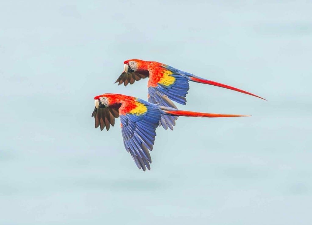 Landed_Travel_Scarlet_Macaws Two red, colorful birds (scarlet Macaws) flying side-by-side in Panama's Coiba National Park