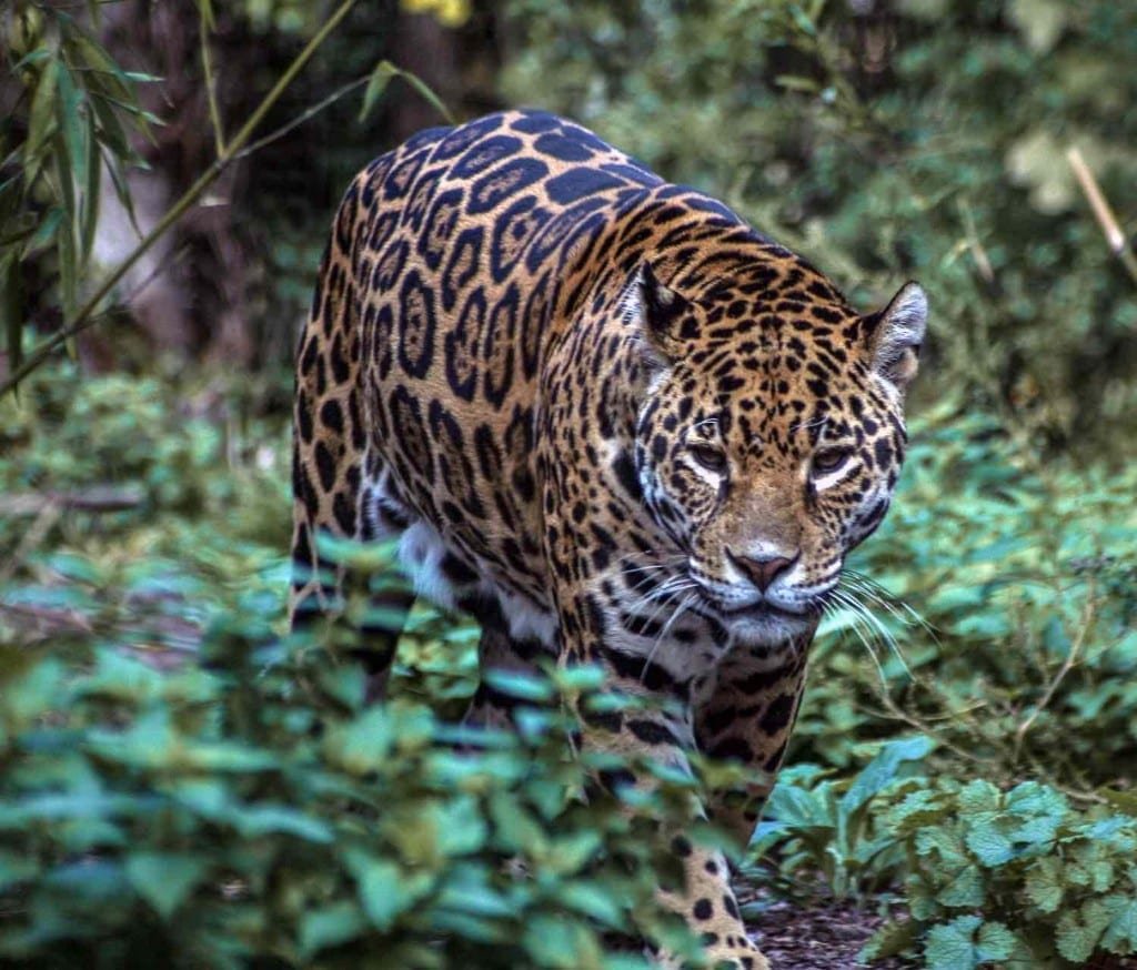 Jaguar-El-Cope-Panama Jaguar emerging from tropical brush in El Cope national park, Panama