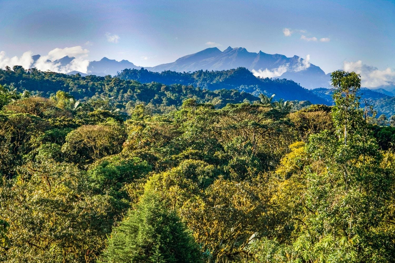 Mindo-Ecuador-Landed-Private-Travel View over the green canopy of the Mindo Cloud Forest in Ecuador, dark mountains in background