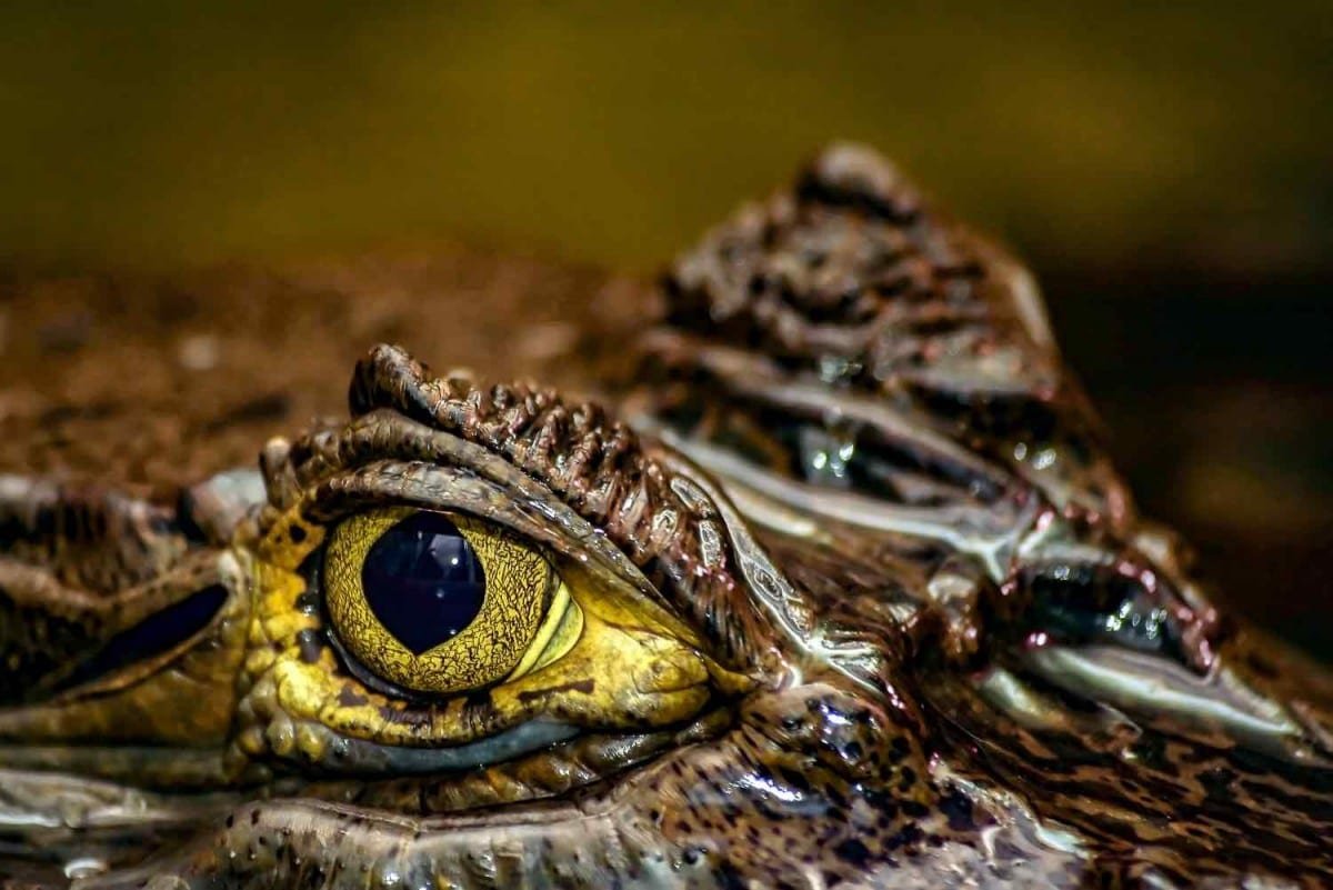 Spectacled-Caiman-Panama Shot of bright yellow eye of partially submerged sub-adult caiman. Spectacled Caiman also known as Common Caiman or Caiman crocodilus.