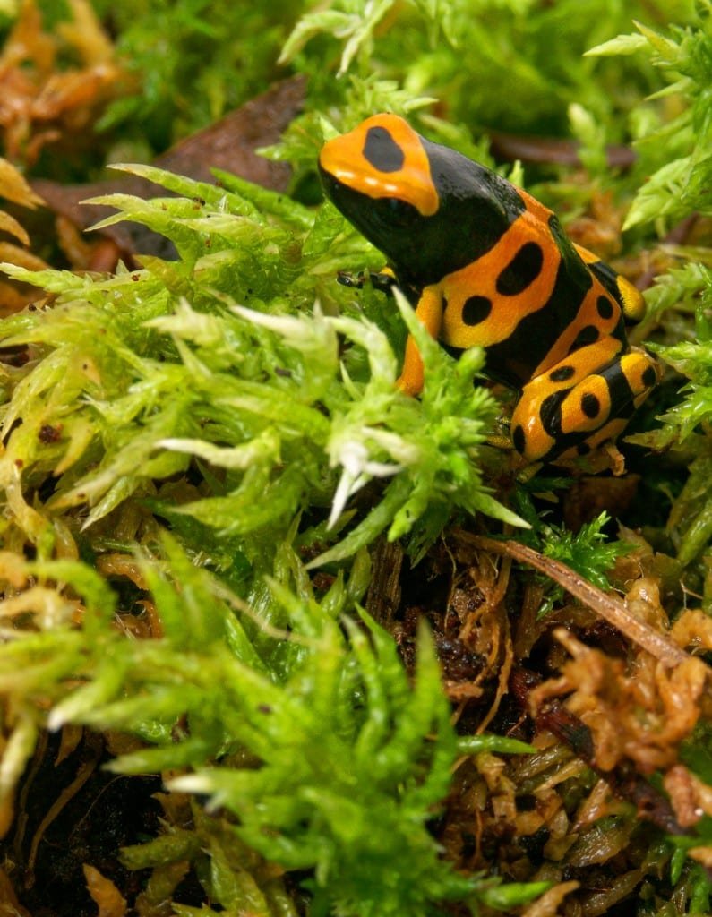 Tree-Frog-Orange-Black-Colombia Orange and black Tree Frog with black spots on orange bands in Colombian Amazon
