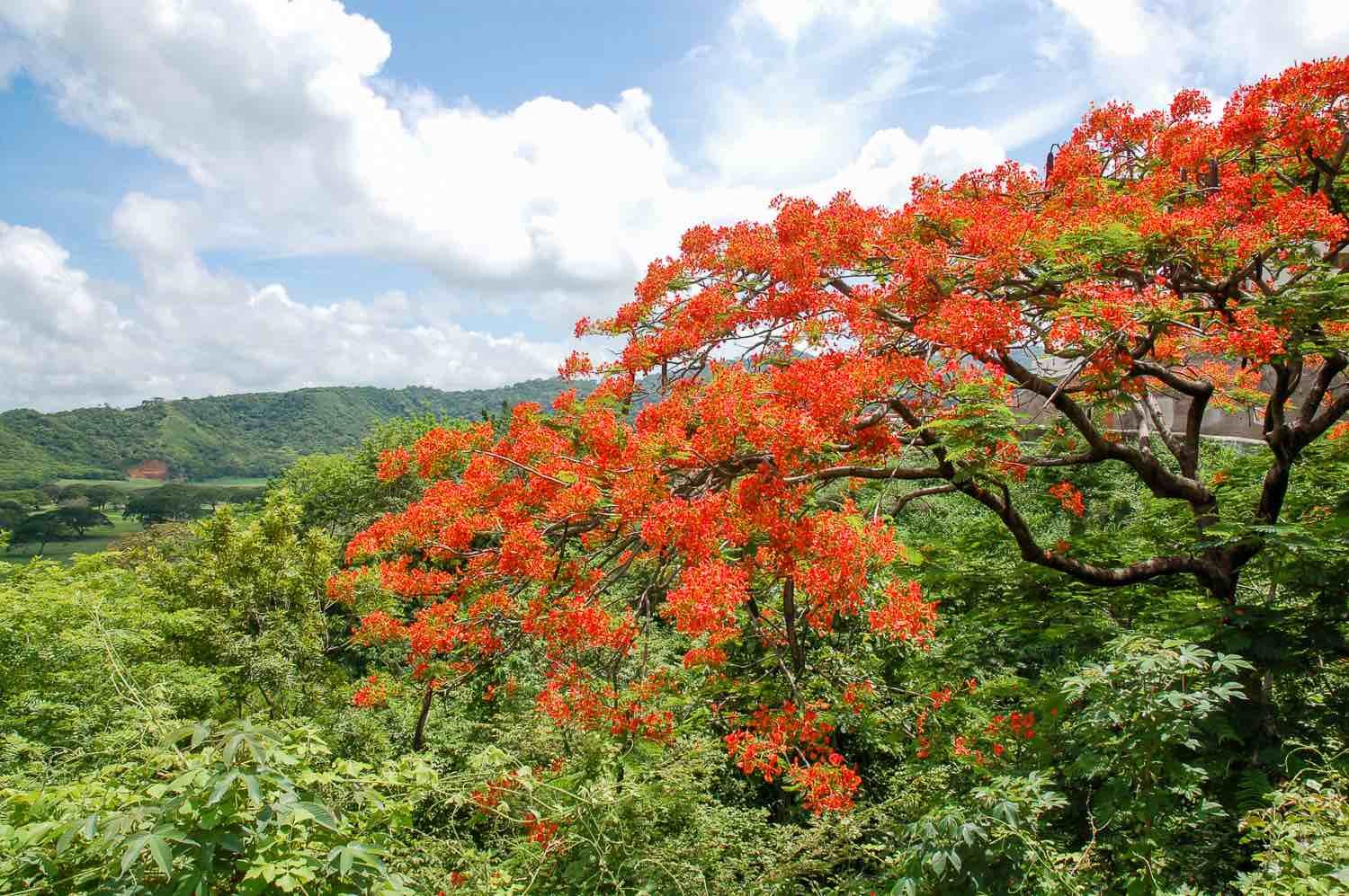 Michillinda tree in San Juan Del Sur, Nicaragua Beautiful red flowers of a Michillinda tree, backed by lush green hills of San Juan Del Sur, Nicaragua