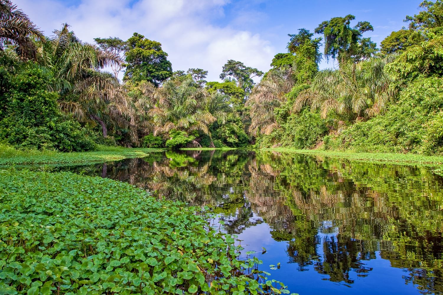 Travel-Brazil-Amazon-River-Green Thick green amazon forest lining Amazon River in Brazil