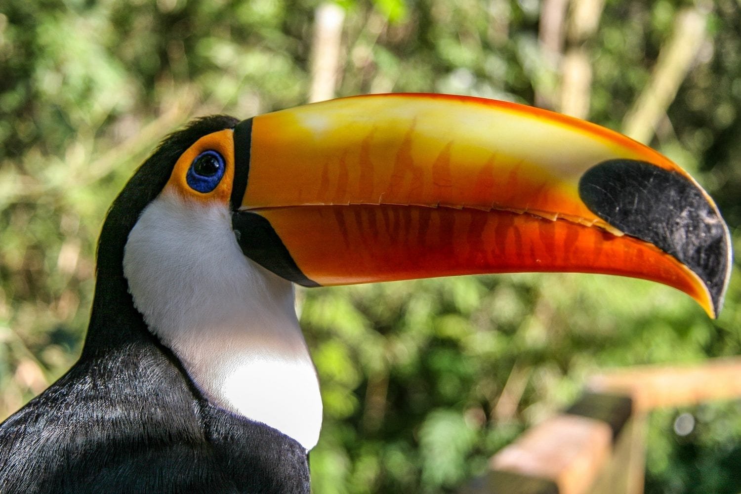 Private-Custom-Travel-Design-Brazil-Iguacu-Toucan Closeup of a black and white toucan with large orange and yellow beak, spotted birdign at Iguacu Falls on a Birdwatching tour of Brazil