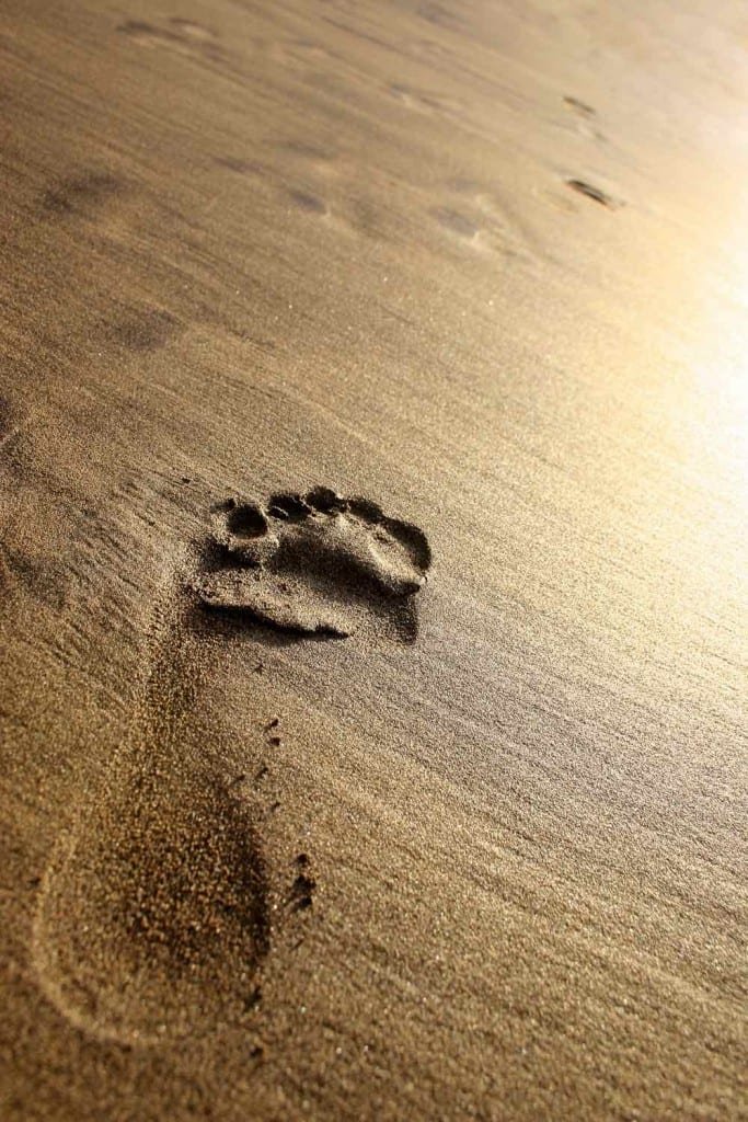 Sunset-Beach-Footprint-Pearl-Islands Footprint in the sand in golden evening sunset.