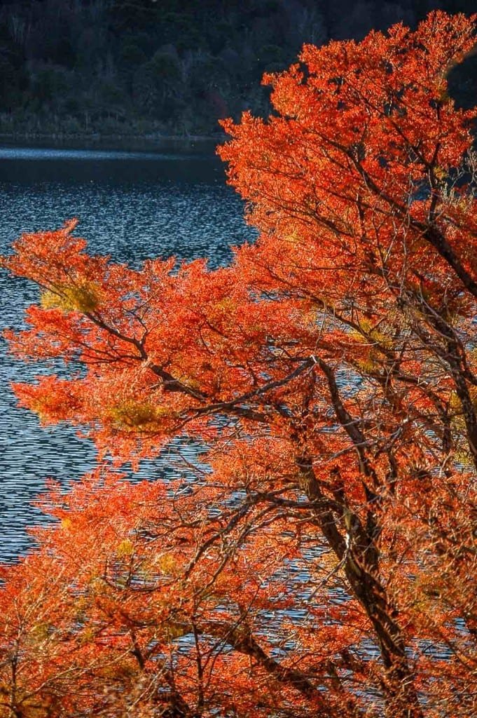 Private-Travel-Custom-Travel-Argentina-Lake-District-Autumn Bright red blossoms on a tree overlooking the lake district of Argentine Patagonia