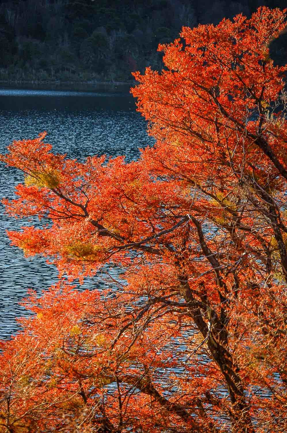 Private-Travel-Custom-Travel-Argentina-Lake-District-Autumn Bright red blossoms on a tree overlooking the lake district of Argentine Patagonia