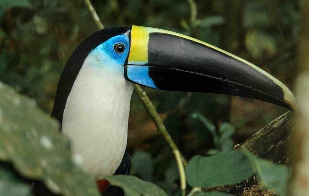 Private-Travel-Custom-Travel-Ecuador-Blue-Toucan A blue toucan, spotted on a birdwatching tour in the Amazon of Ecuador