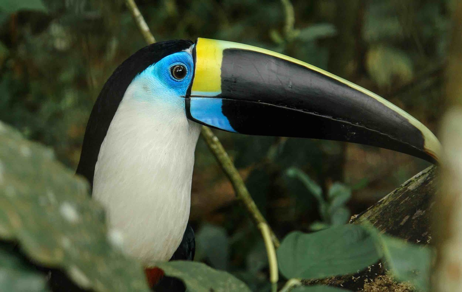 blue toucan