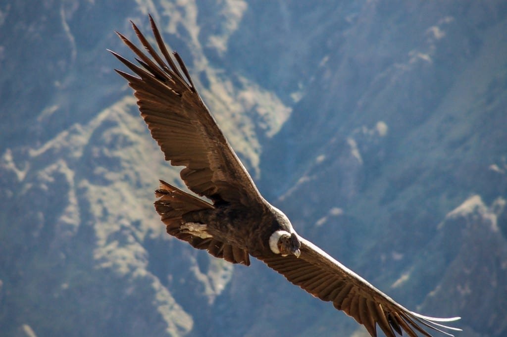 Private-Travel-Custom-Travel-Ecuador-Condor Brown condor flying over mountains North of Quinto in Ecuador, spotted on a birdwatching Expedition