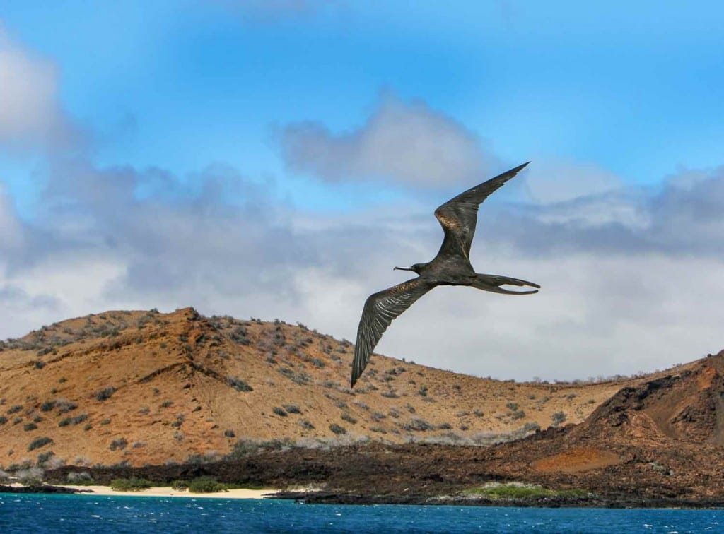 Frigate-Bird-Galapagos-Yacht-Charter Brown Frigate bird soaring high over the ocean with a beautiful beach in the background, photographed from a Galapagos Luxury Charter