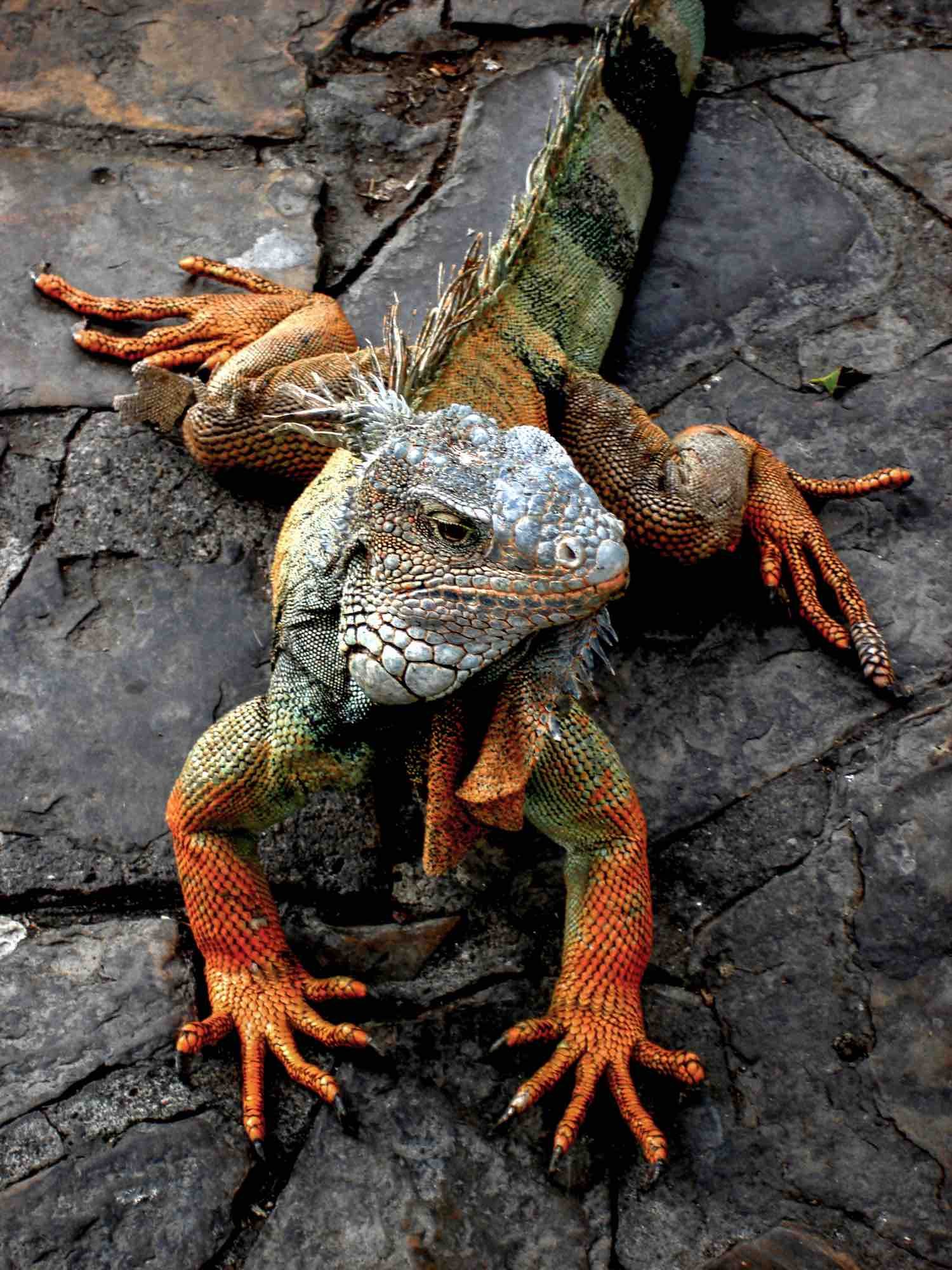 Private-Travel-Custom-Travel-Ecuador-Guayaquil-Iguana Private-Travel-Custom-Travel-Ecuador-Guayaquil-Iguana