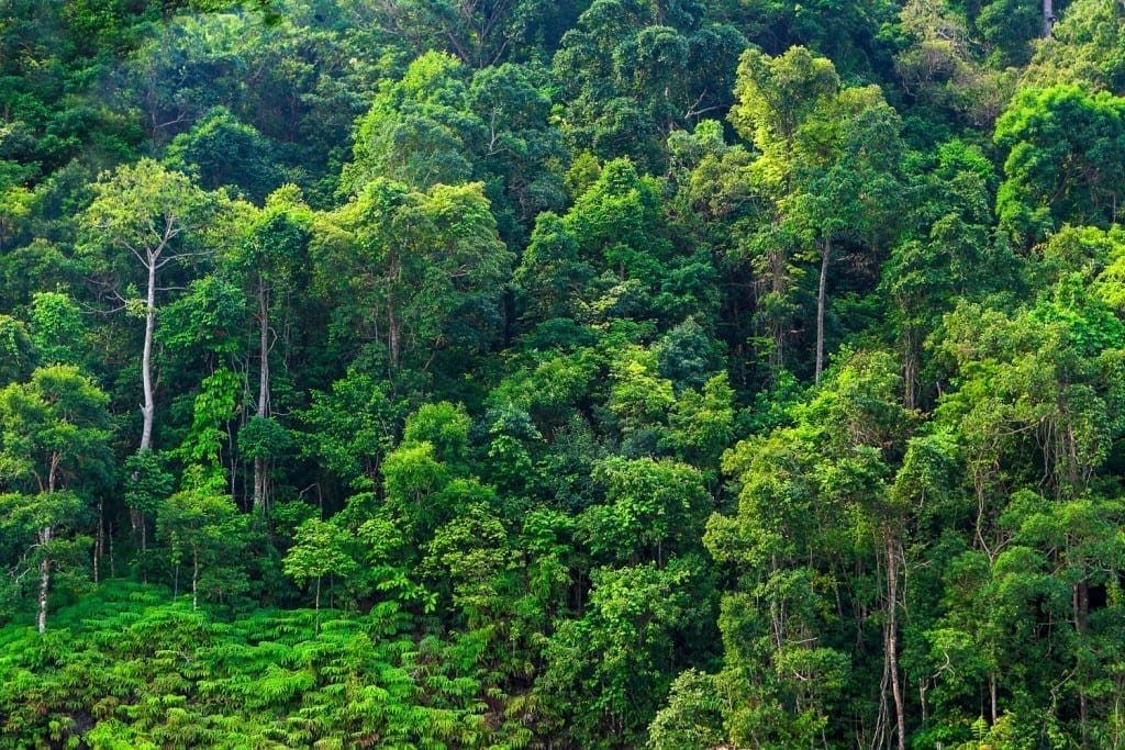 Private-Travel-Custom-Travel-Ecuador-Mindo-Forest Dense green forest lining the river basin near Mindo, Ecuador