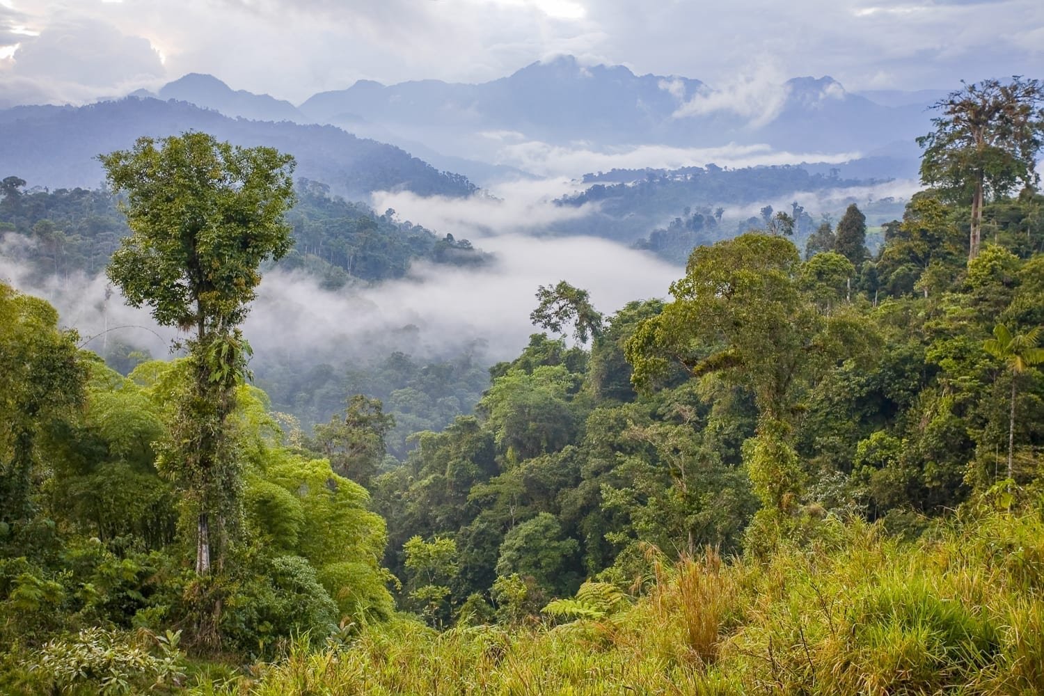 Mindo-Ecuador-Rainforest A misty river vally near Mindo, Ecuador