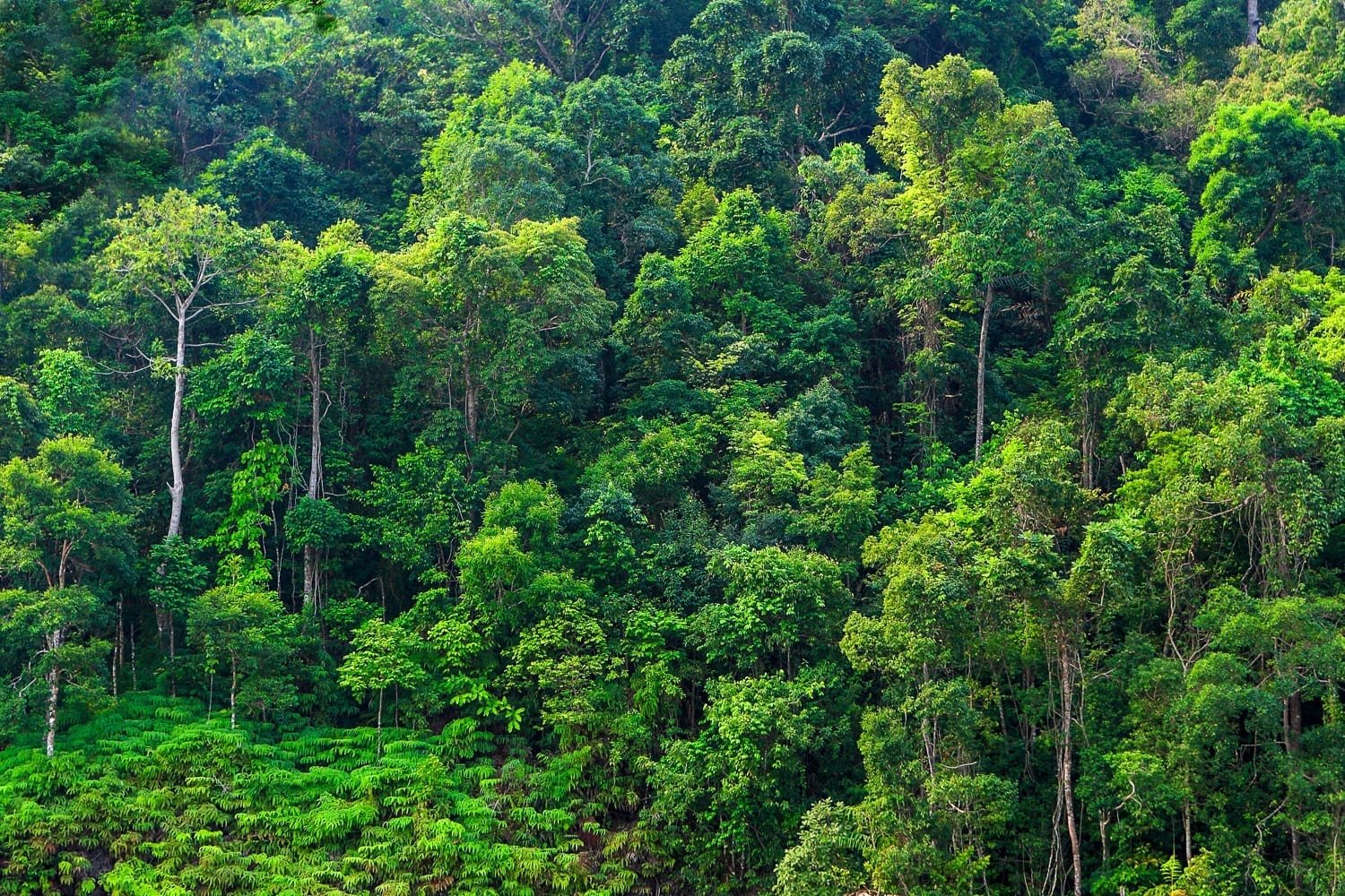 Private-Travel-Custom-Travel-Ecuador-Mindo-Forest Dense green forest lining the river basin near Mindo, Ecuador