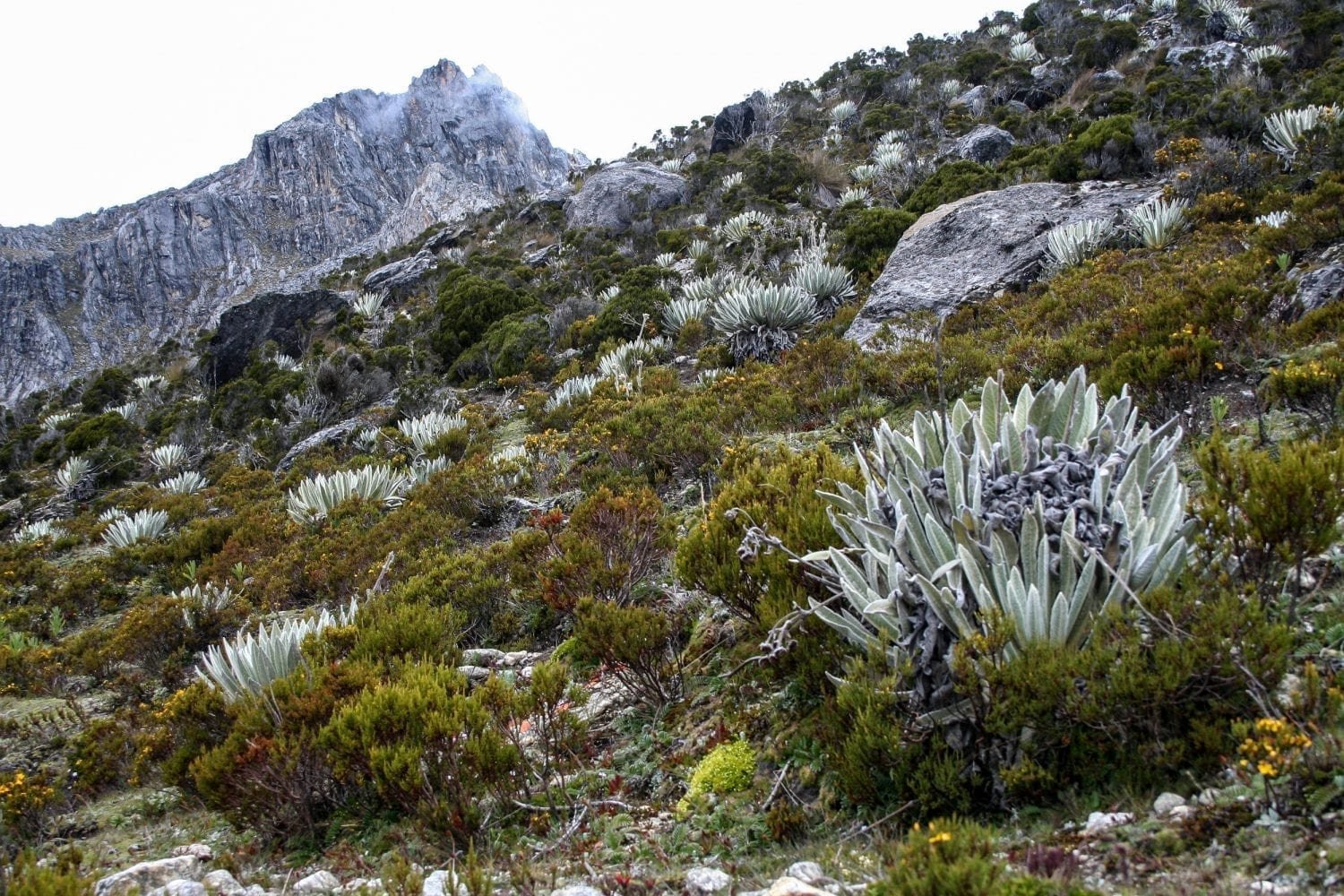 Private-Travel-Custom-Travel-Ecuador-Paramo-Mist Mist rising off paramo vegetation outside of Quinto, Ecuador