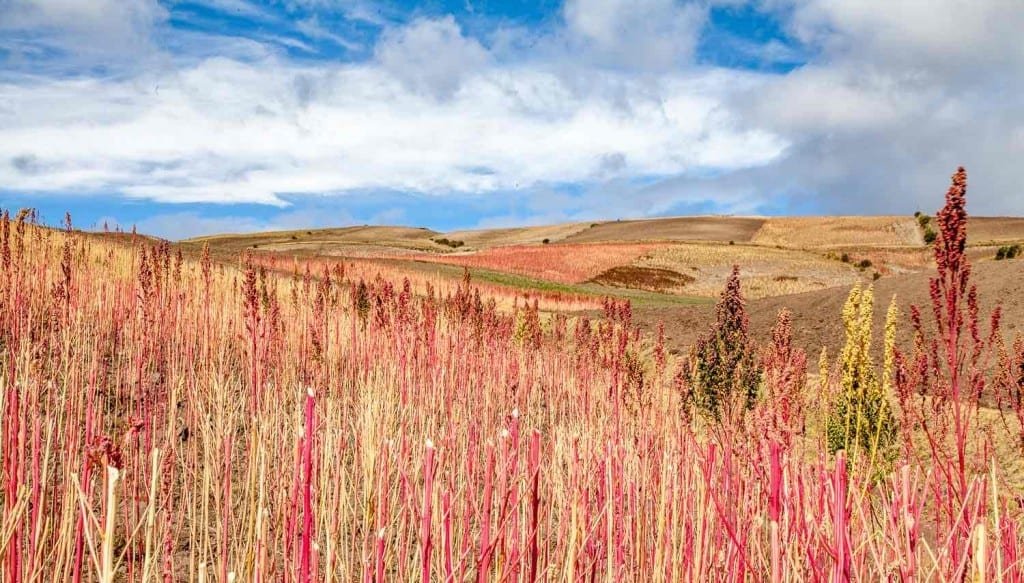 Private-Travel-Custom-Travel-Ecuador-Quinoa-2 Field of Red and gold quinoa in Ecuador