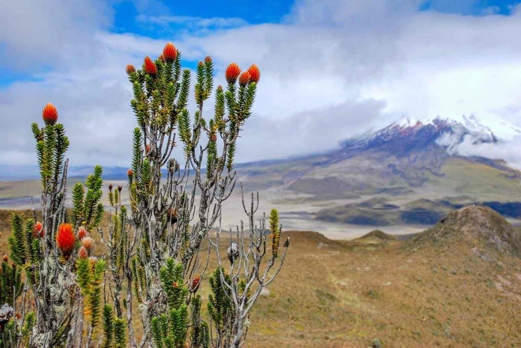 Ecuador 2008 – Cotopaxi – with bushes and clouds A bush with bright red flowers in front of an expansive brown field leading to the Cotopaxi volcano in Ecuador