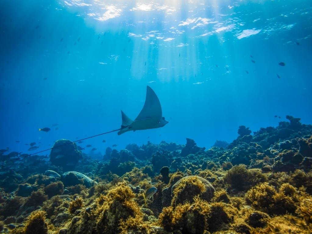 Ray-Landed-Travel-Private-Travel Manta ray photographed underwater on a scuba diving expedition off the Caribbean shores of Costa Rica
