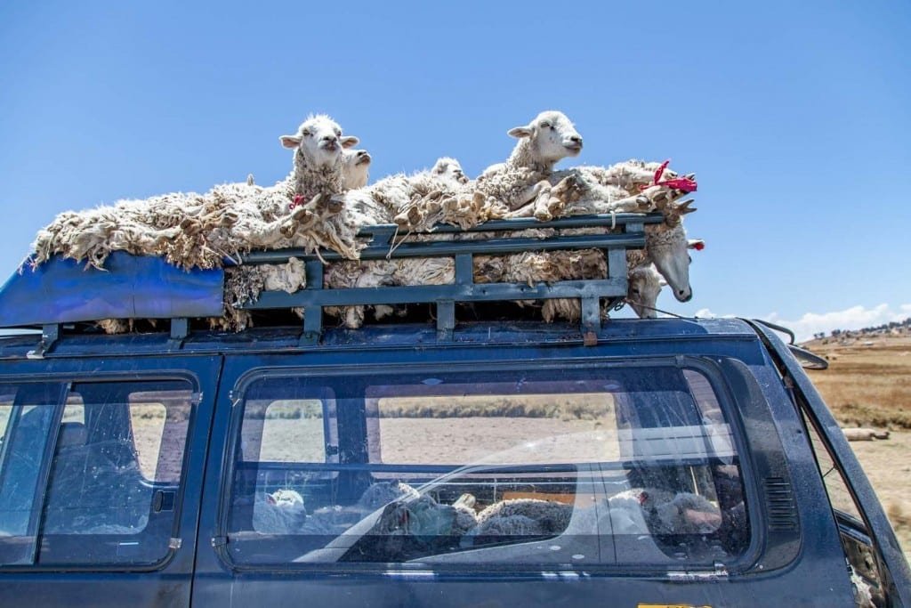 Bolivia-Private-Custom-Travel-Design-Titicaca-Sheep sheep taking a ride on top of a car