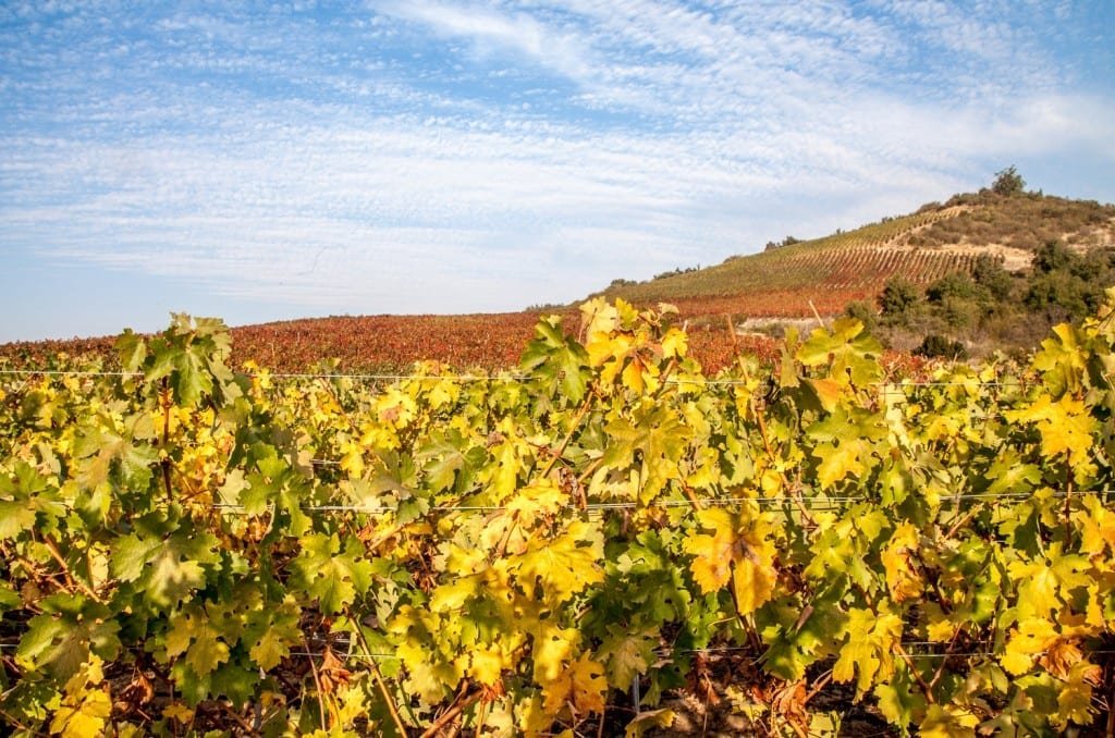 Chile-Private-Custom-Travel-Design-Millahue CMillahue Vineyard, Chile at Harvest time with yellow green and orange leaves