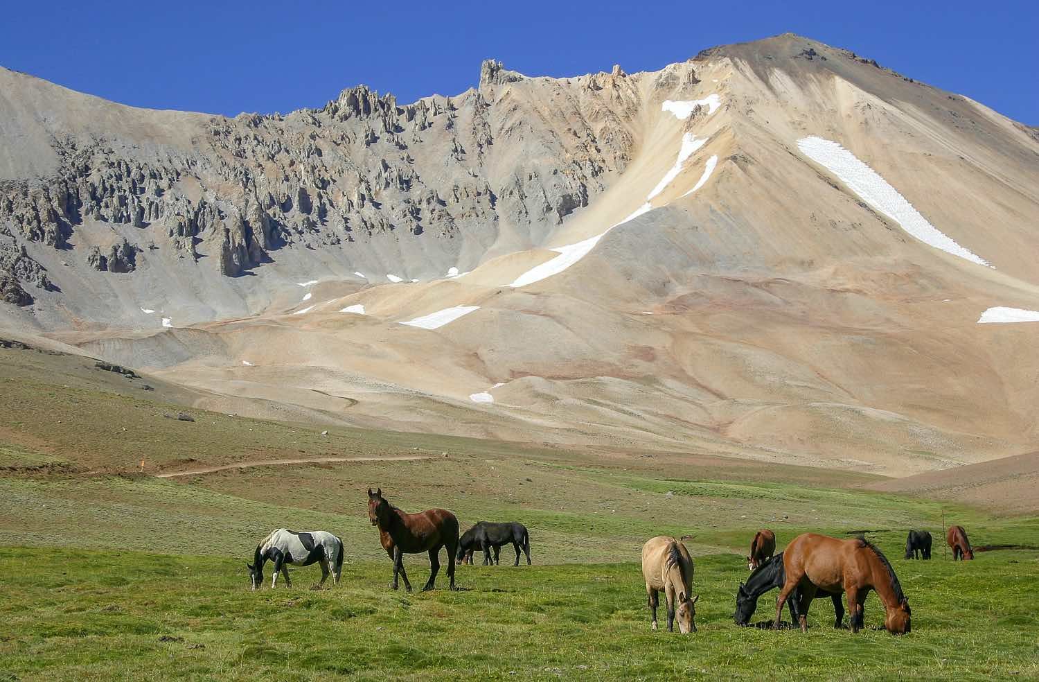 Custom-Private-Travel-Argentina-Horses field of horses off route 40