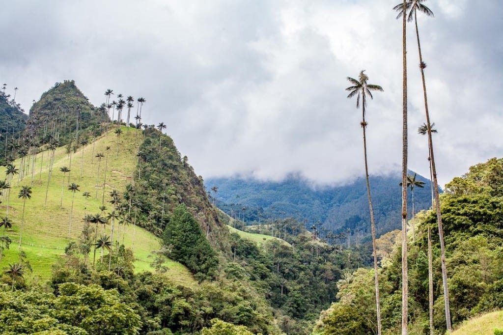 Private-Custom-Experiential-Travel-Design-Colombia-Coffee-Cocora-2 Tall palms scattered in the lush green Cocora Valley, in Colombian coffee country