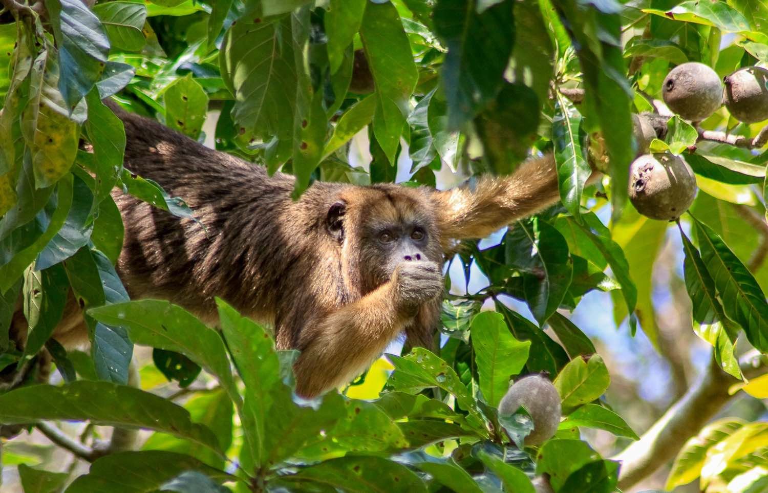Private-Custom-Travel-Design-Brazil-Pantanal-Howler-Monkey Howler monkey eating from a fruit tree