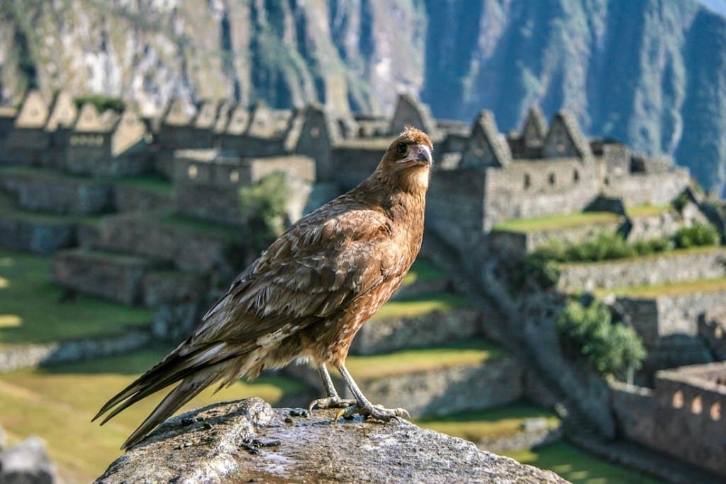 Private-Custom-Travel-Design-Machu-Picchu-Caracara A brown caracara perched on a wall on a vista overlooking the Machu Picchu ancient ruin site