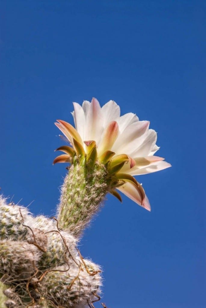 Private-Travel-Jujuy-Argentina-Cactus Private-Travel-Jujuy-Argentina-Cactus
