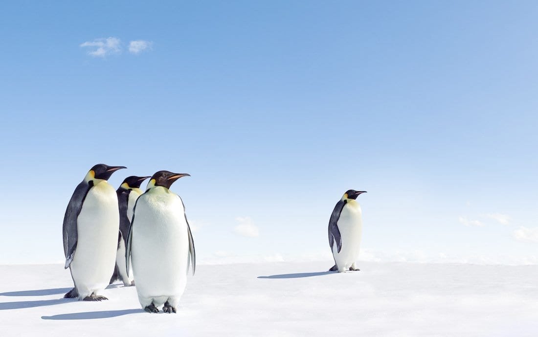 Anarctic-Travel-Vacation-Travel-Emperors-Standing Four Emperor Penguins standing in endless white tundra near Gould Bay Camp, an Antarctic hotel