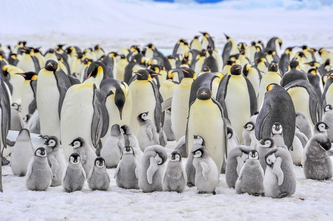 Antarctic-Luxury-Travel-Emperor-Penguin-Colony Emperor Penguin colony spotted on a hike around an Antarctic Hotel