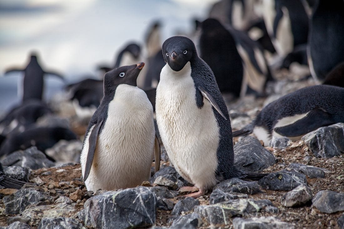 Antarctica-Private-Custom-Travel-Design-Adele-Penguin-1 Two Adele Penguins photographed in front of their huddle during an Antarctic Expedition Cruise